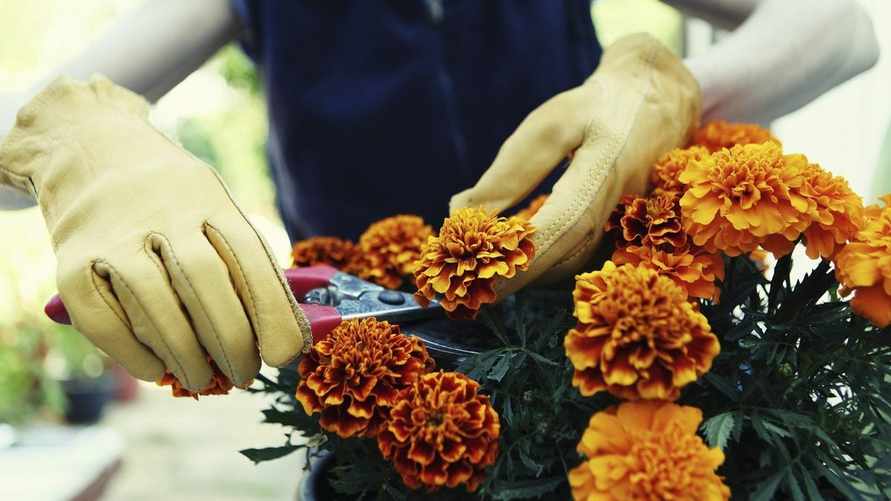 Выбрасываете бархатцы после цветения? Зря. Вот какие 6 культур скажут "спасибо", если закопаете их в грядку