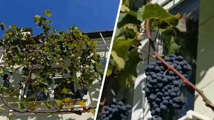 «Пропадает талант садовода» — Житель Гродно вырастил виноград на втором этаже