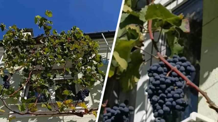 "Пропадает талант садовода" - Житель Гродно вырастил виноград на втором этаже