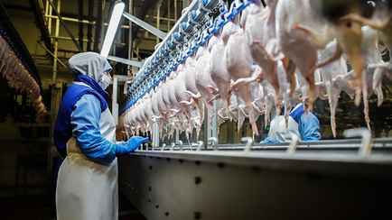 Россельхознадзор нашёл опасные бактерии в продукции двух белорусских птицефабрик