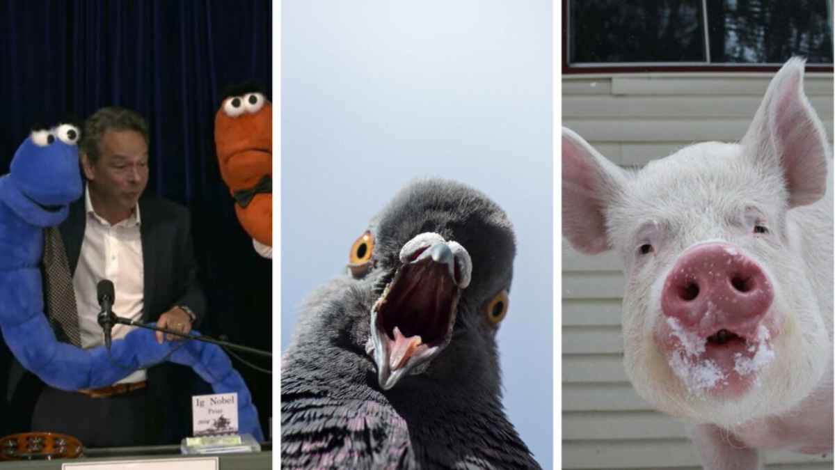 Пьяные черви, голубиные ракеты и животные, дышащие через анус. В США вручили Шнобелевскую премию - 2024