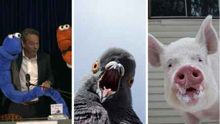 Пьяные черви, голубиные ракеты и животные, дышащие через анус. В США вручили Шнобелевскую премию — 2024