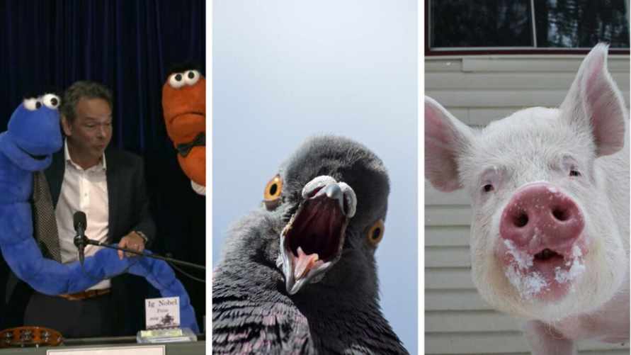Пьяные черви, голубиные ракеты и животные, дышащие через анус. В США вручили Шнобелевскую премию - 2024