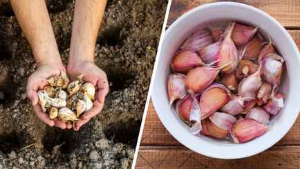 Зачем озимому чесноку перед посадкой «ванна»? Вот в чём замочить, чтобы получить богатый урожай ранней весной