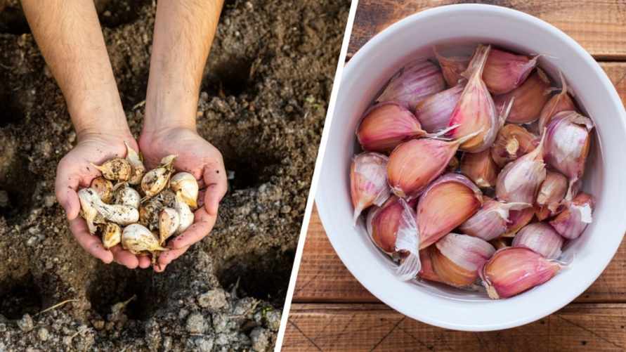 Зачем озимому чесноку перед посадкой "ванна"? Вот в чём замочить, чтобы получить богатый урожай ранней весной