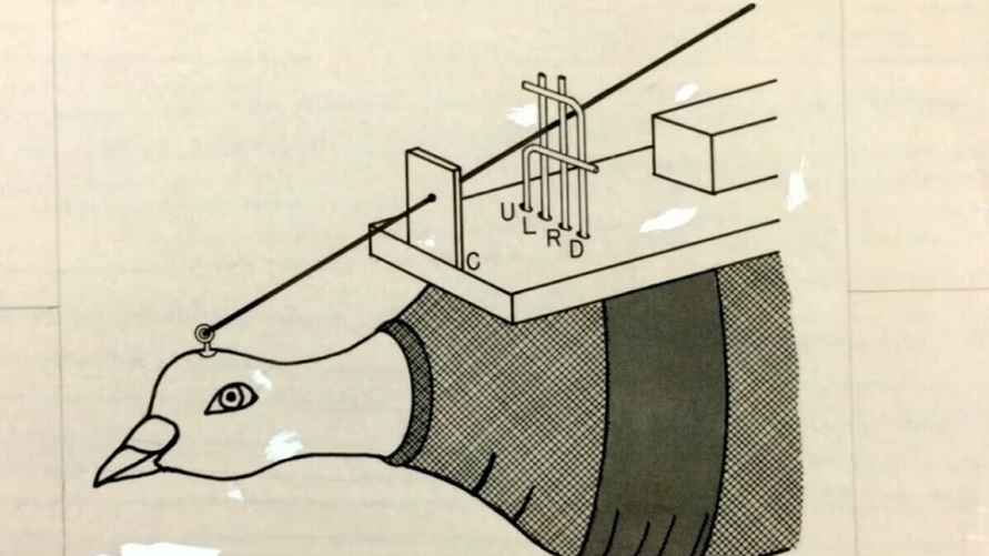 Схема из эксперимента проекта "Голубь"