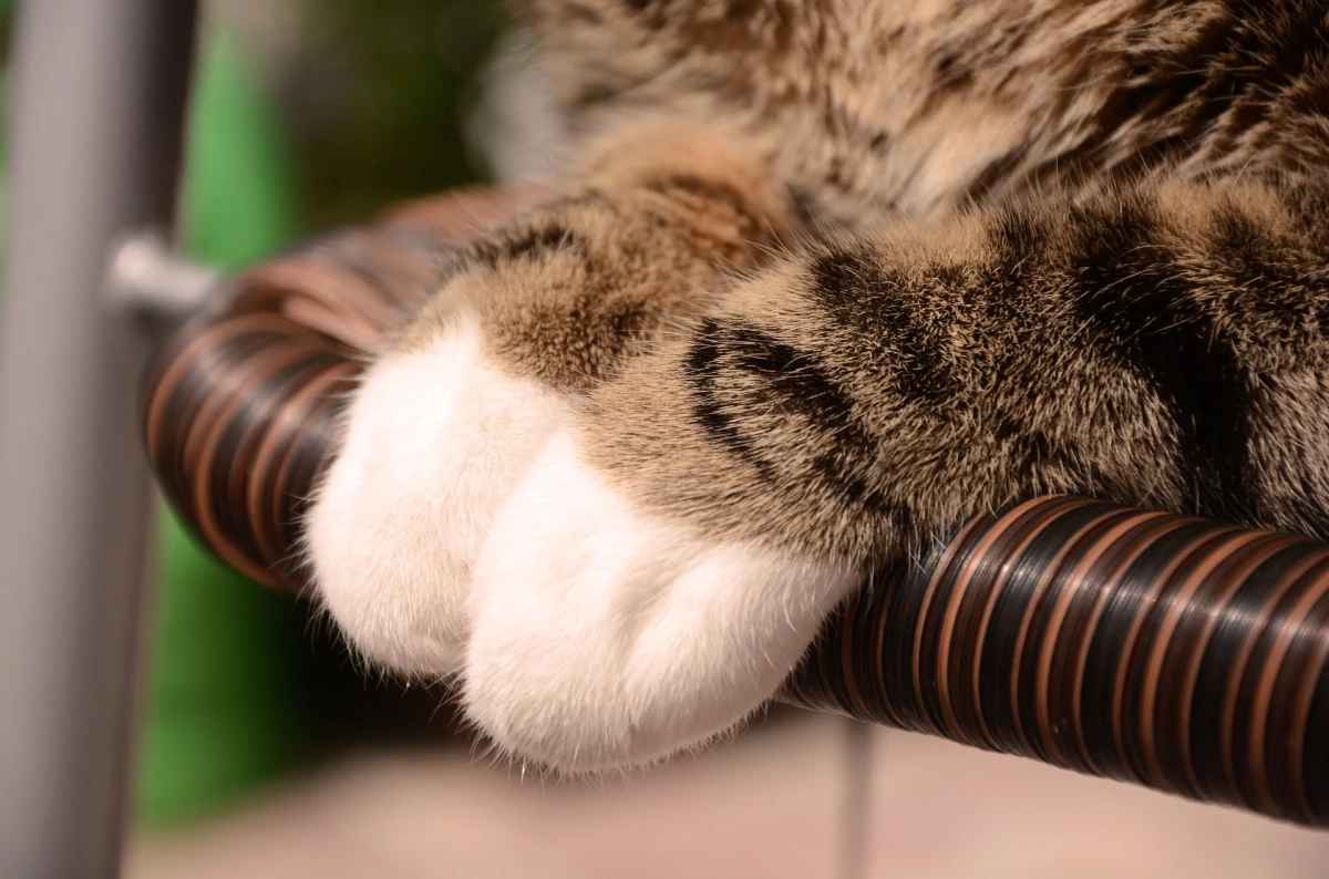 Почему у кошек белые "носочки"? Эксперт назвал причины особенного окраса питомцев
