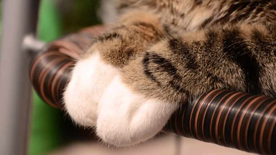 Почему у кошек белые "носочки"? Эксперт назвал причины особенного окраса питомцев