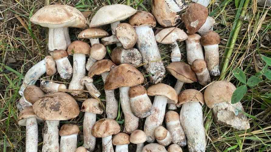 Фото: паблик "Грибы: Грибные войска Беларуси"