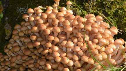 Когда в Беларуси массово пойдут грибы осенью 2024 года? Эксперты назвали 3 главных фактора и дали прогноз