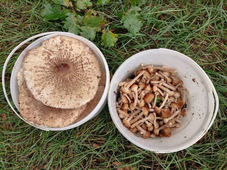 Растут как на дрожжах — Белорусы ринулись в лес за грибами. Какой из районов в этом году отжигает?