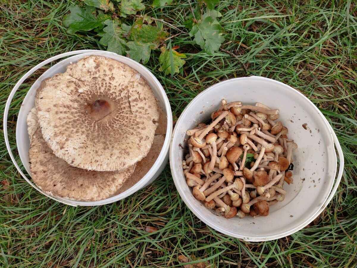 Растут как на дрожжах — Белорусы ринулись в лес за грибами. Какой из районов в этом году отжигает?