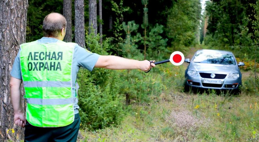 В ведомстве рассказали, что ежедневно гослесохрана ликвидирует около