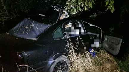 Под Витебском из-за столкновения машины с лосем погиб 12-летний мальчик