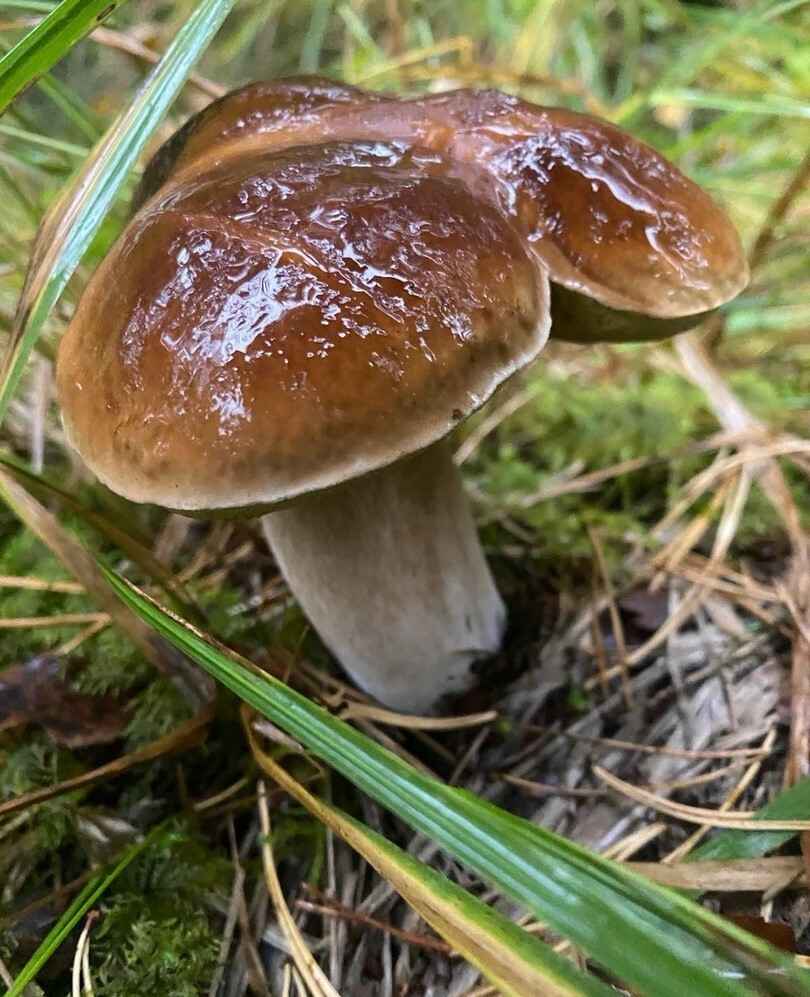 Растут как на дрожжах — Белорусы ринулись в лес за грибами. Какой из районов в этом году отжигает?