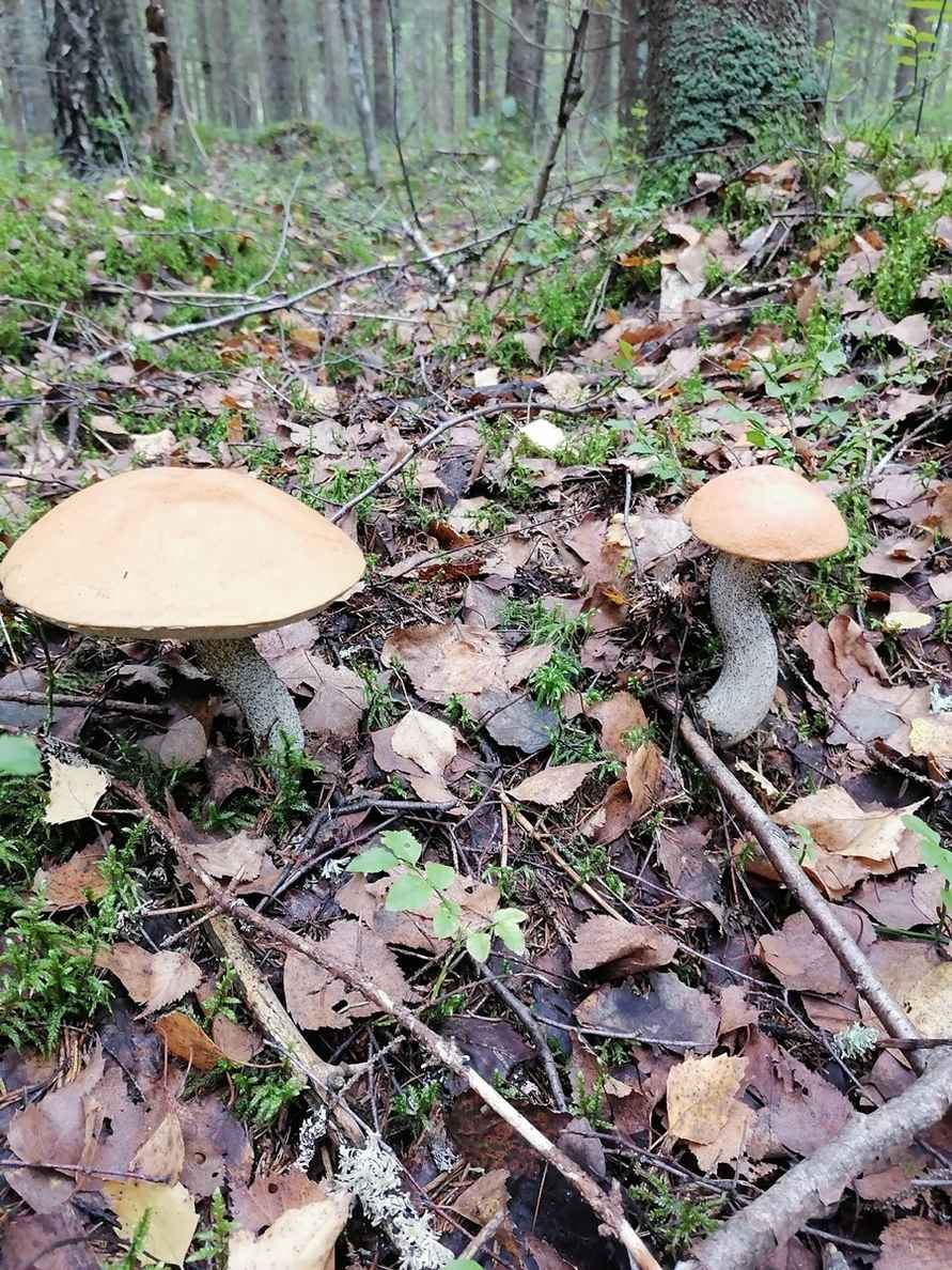 Белорусские грибники объявили Дни подосиновика. Где берут вёдрами, а где только трудовые на сушку?