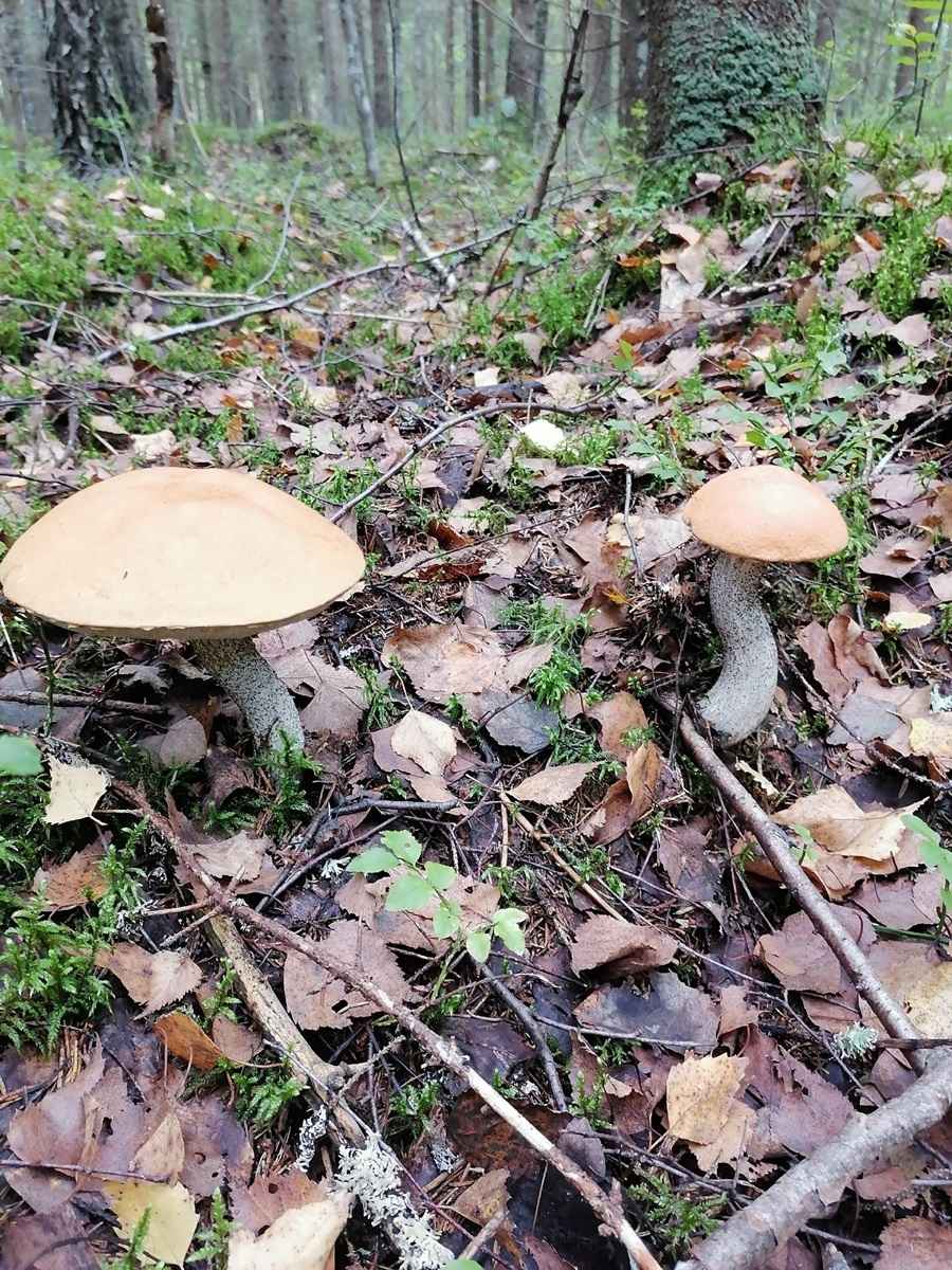 Белорусские грибники объявили Дни подосиновика. Где берут вёдрами, а где только трудовые на сушку?