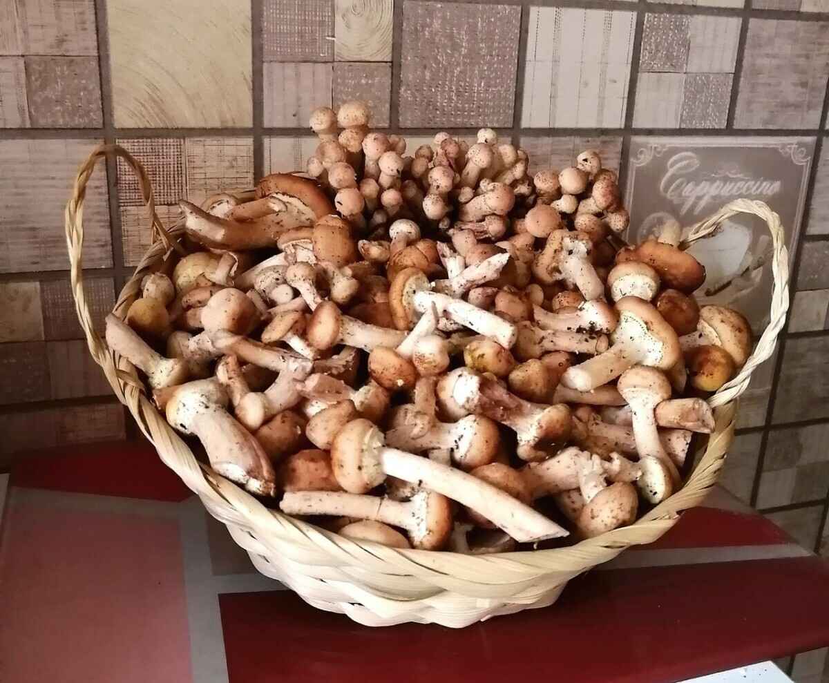 Растут как на дрожжах — Белорусы ринулись в лес за грибами. Какой из районов в этом году отжигает?