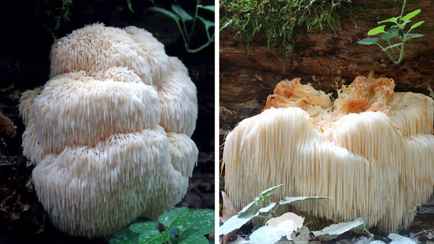 В Беларуси нашли редкий мохнатый гриб-«львиная грива». Можно ли его есть?