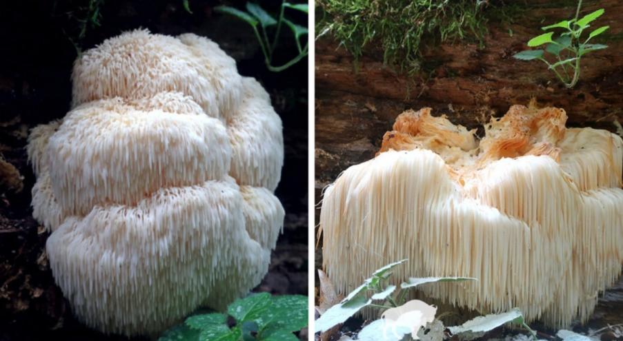 Hericium erinaceus известен не только как гериций гребенчатый,