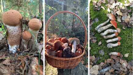 «Мало, зато все идеальные» — Белорусы похвастались корзинками белых и подосиновиков. Где лес «просыпается после глобальной засухи»?