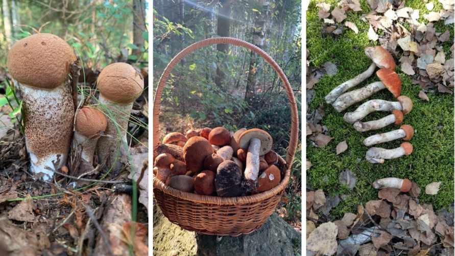 «Мало, зато все идеальные» - Белорусы похвастались корзинками белых и подосиновиков. Где лес «просыпается после глобальной засухи»?