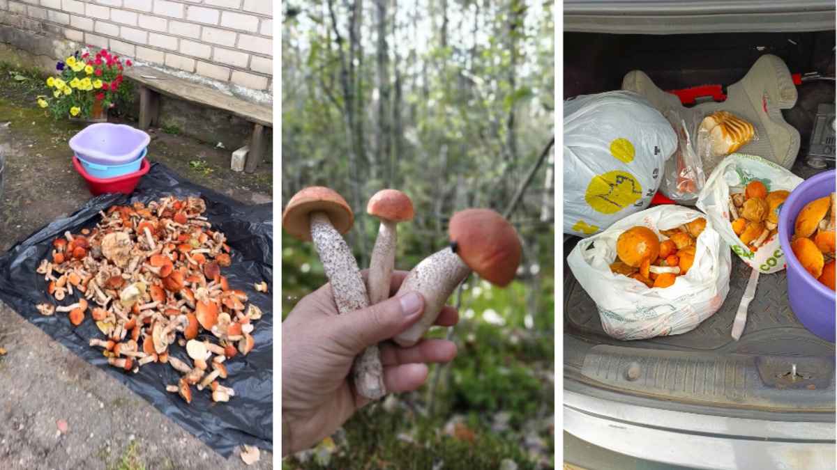 Белорусские грибники объявили "Дни подосиновика". Где берут вёдрами, а где только "трудовые на сушку"?
