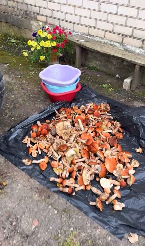 Белорусские грибники объявили Дни подосиновика. Где берут вёдрами, а где только трудовые на сушку?