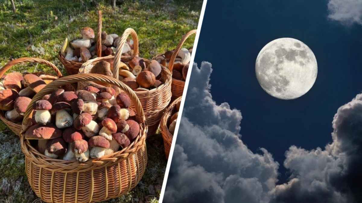 Как Луна влияет на рост грибов? Обратите внимание на эти 2 фактора, чтобы принести домой целые корзины