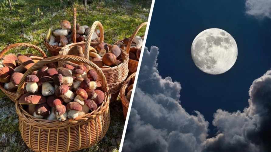 Как Луна влияет на рост грибов? Обратите внимание на эти 2 фактора, чтобы принести домой целые корзины