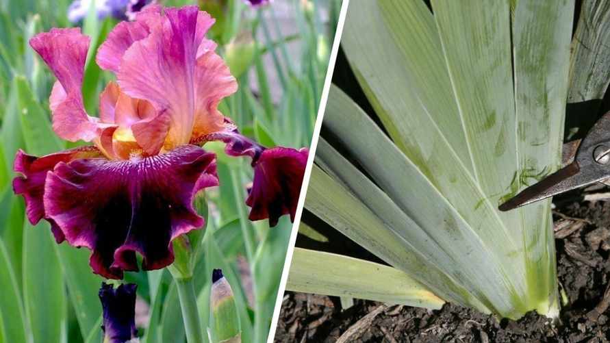 Обязательно посмотрите на листья. Когда и как обрезать ирисы осенью, чтобы порадовали буйным цветением?