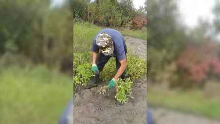 «А это выгодно?» — Белорусы показали в TikTok, как собирают в огороде урожай арахиса. У зрителей возникли десятки вопросов