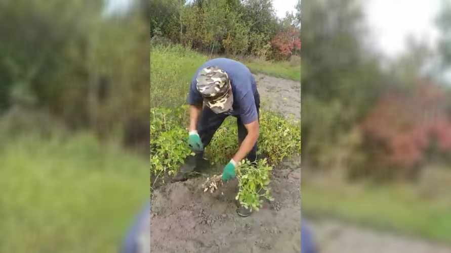 "А это выгодно?" - Белорусы показали в TikTok, как собирают в огороде урожай арахиса. У зрителей возникли десятки вопросов