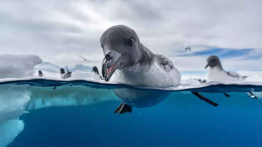 "Безумие кормления". Фото: Йонас Бейер