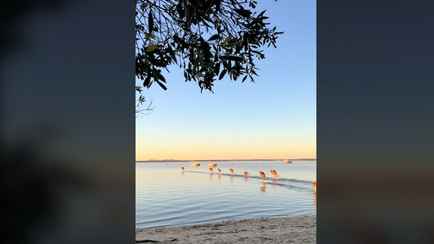 «Могилёвская область или Минское море?» — Больше 1,2 млн просмотров набрал ролик в TikTok о том, как «божьи посланники по воде скачут»