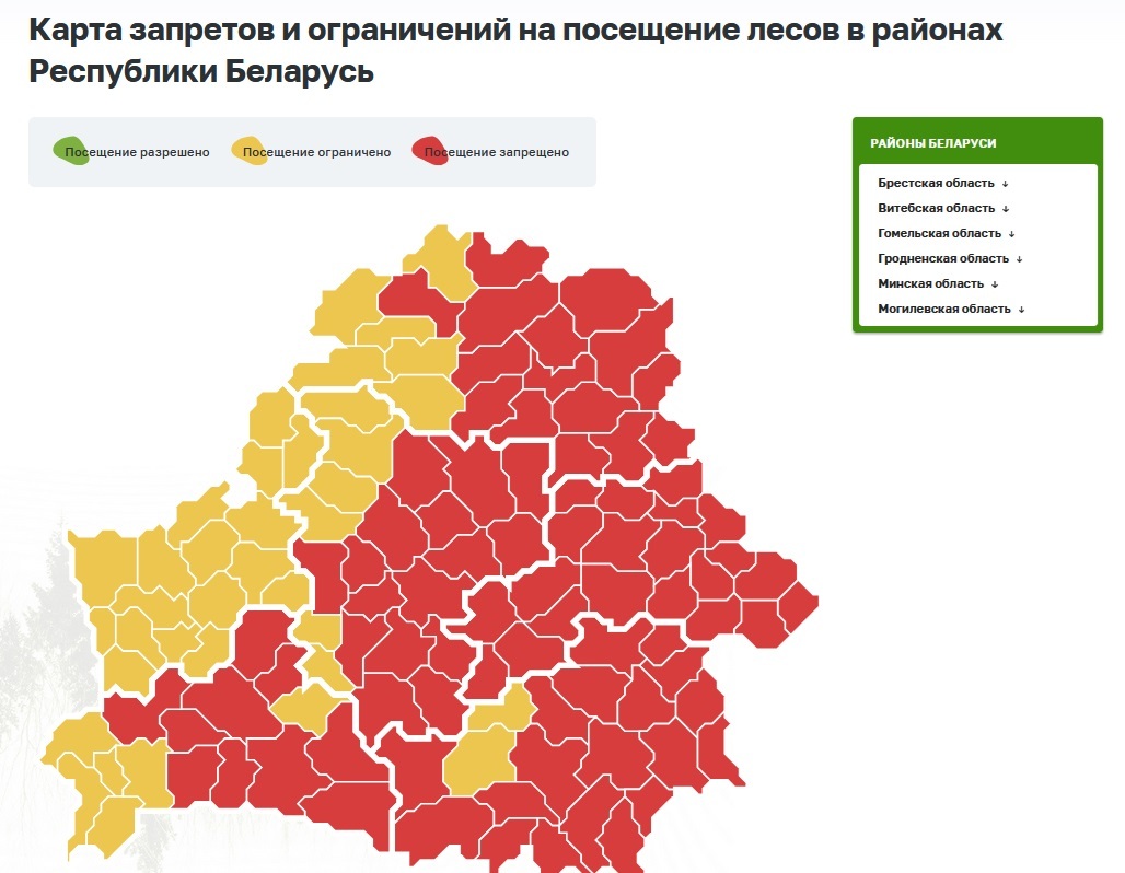 "К выходным будут хорошего размерчика" — В белорусских лесах пошли опята