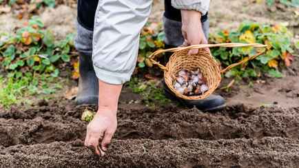 Когда садить озимый чеснок осенью? Вот на месте каких овощей он вырастет с кулак