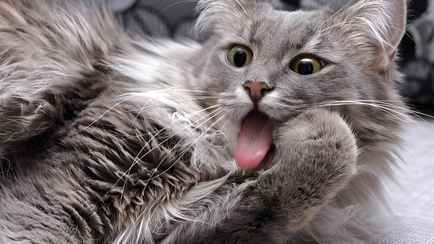 Почему ваша кошка умывается после того, как ее погладили? Не стоит игнорировать эти 5 причин