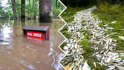 «Похоже на небольшой апокалипсис» — Поляки показали, во что превратились города и леса после наводнения