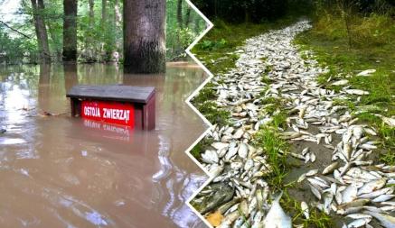 Так, например, во Вроцлаве «большая вода» оставила следы