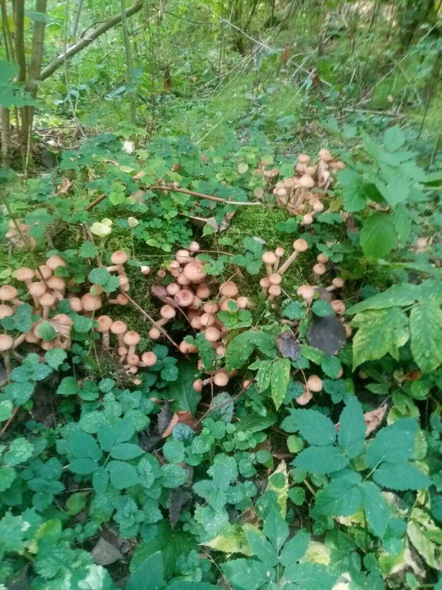 К выходным будут хорошего размерчика - В белорусских лесах пошли опята