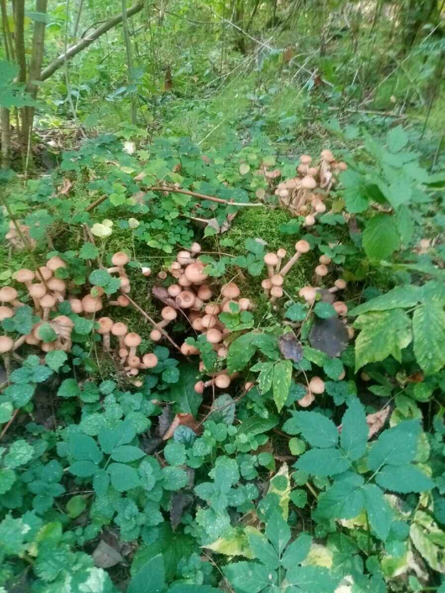 К выходным будут хорошего размерчика - В белорусских лесах пошли опята