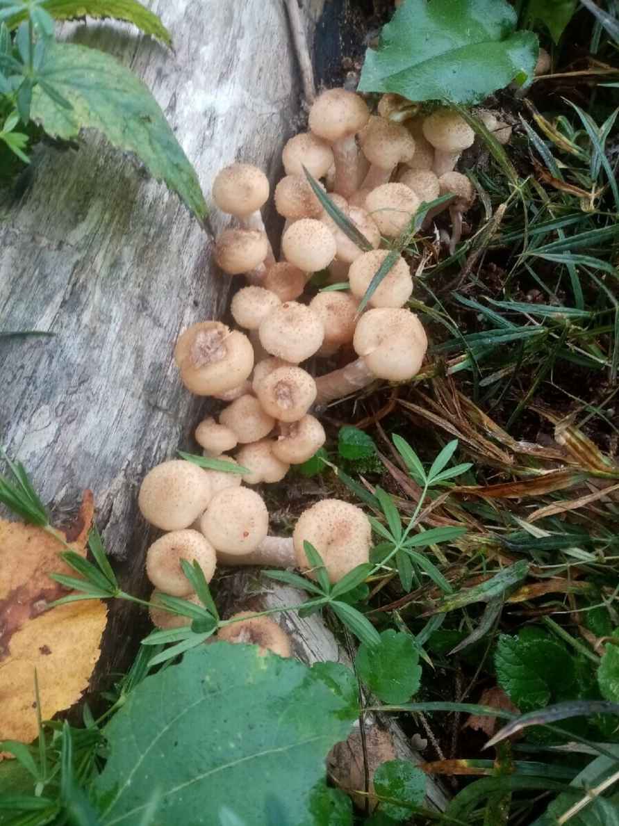 К выходным будут хорошего размерчика - В белорусских лесах пошли опята