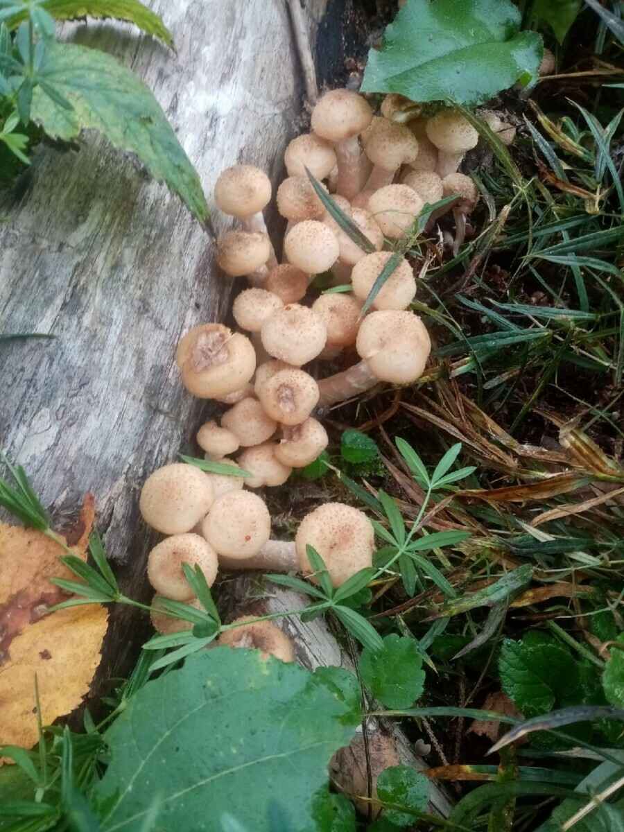 К выходным будут хорошего размерчика - В белорусских лесах пошли опята