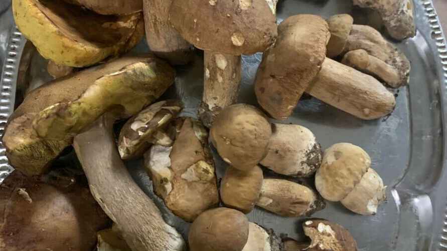 Фото: паблик "Грибы: Грибные войска Беларуси"