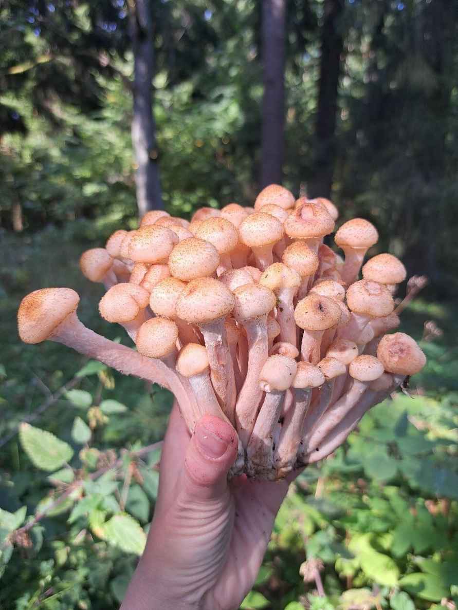 К выходным будут хорошего размерчика - В белорусских лесах пошли опята