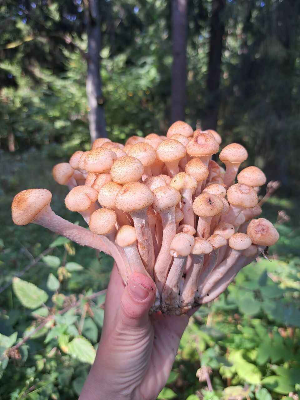 К выходным будут хорошего размерчика - В белорусских лесах пошли опята