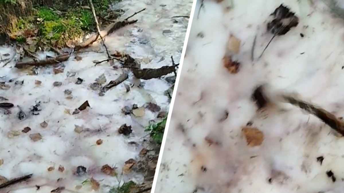 "Беги, это аномалия-студень!" - Белоруска нашла в лесу вещество, похожее на "звездное желе". Что это?