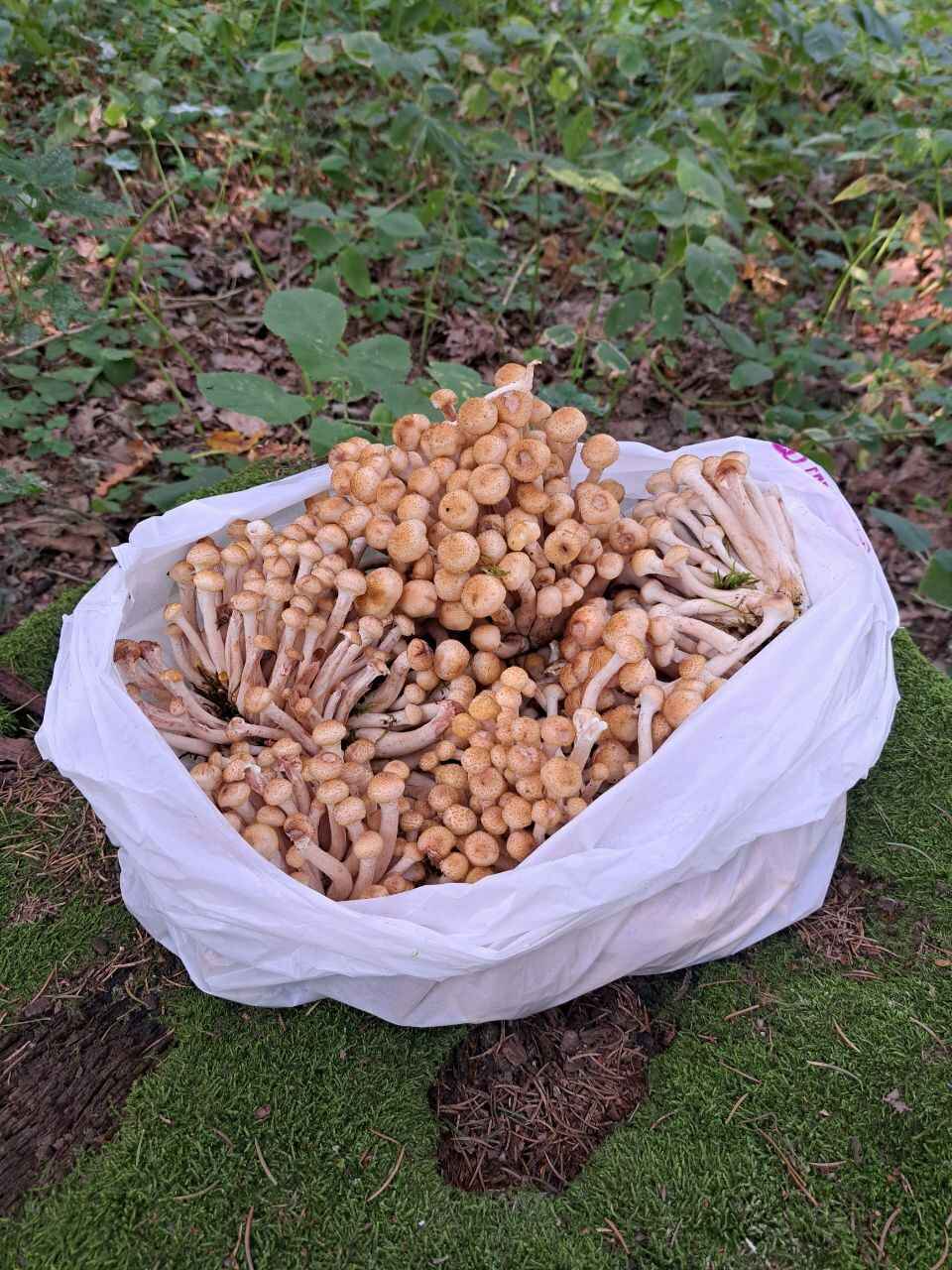 К выходным будут хорошего размерчика - В белорусских лесах пошли опята