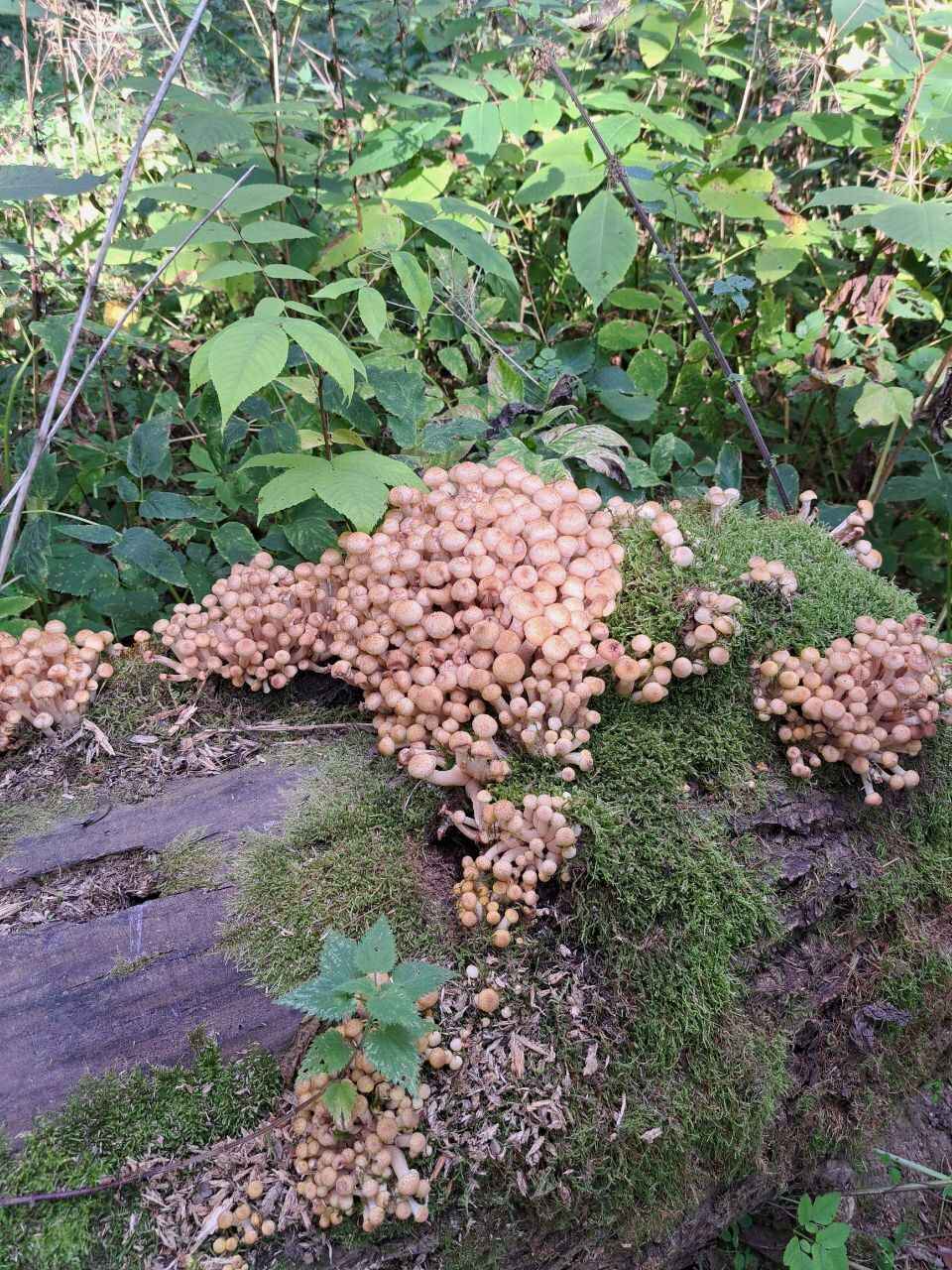 К выходным будут хорошего размерчика - В белорусских лесах пошли опята